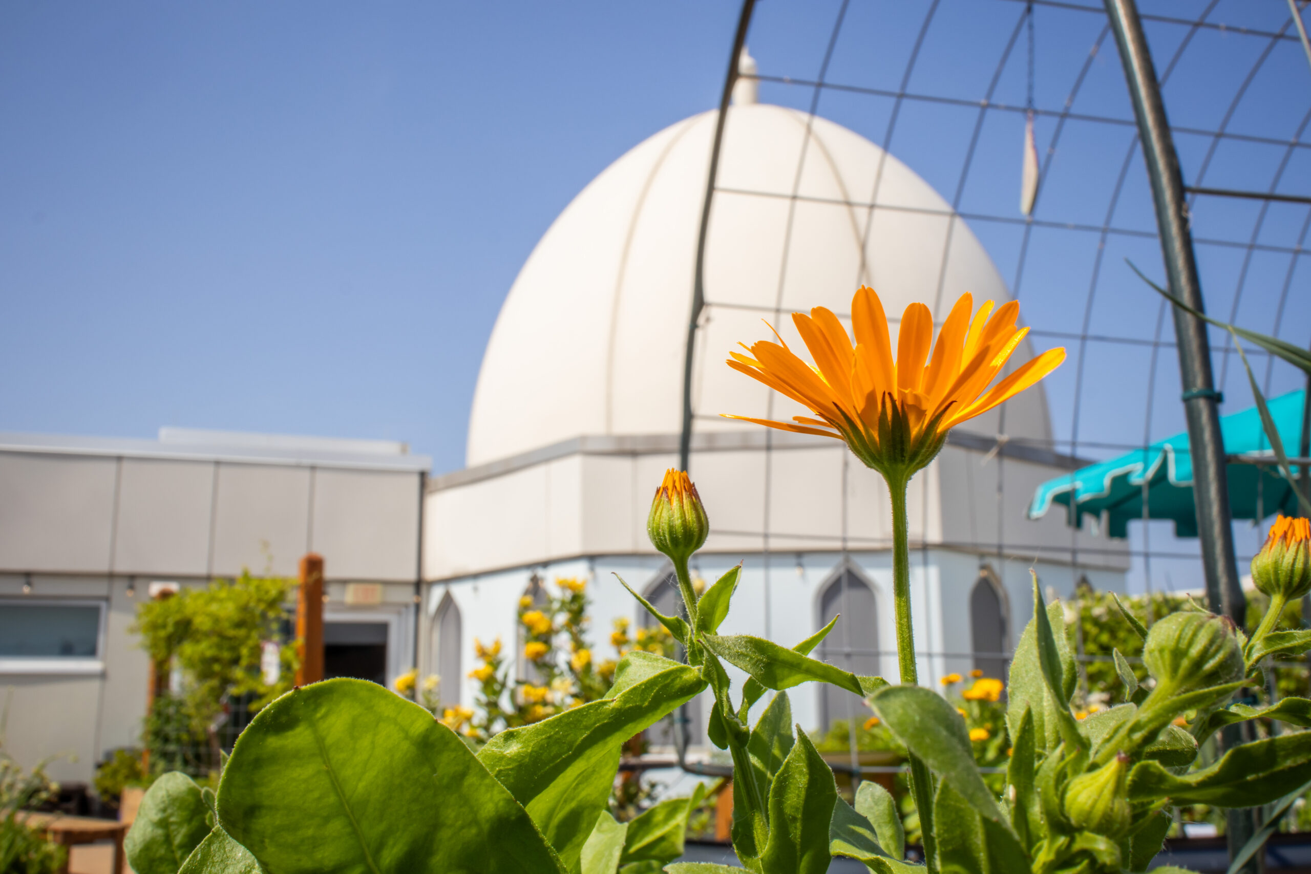 Shot of Al Hadiqa garden at AANM