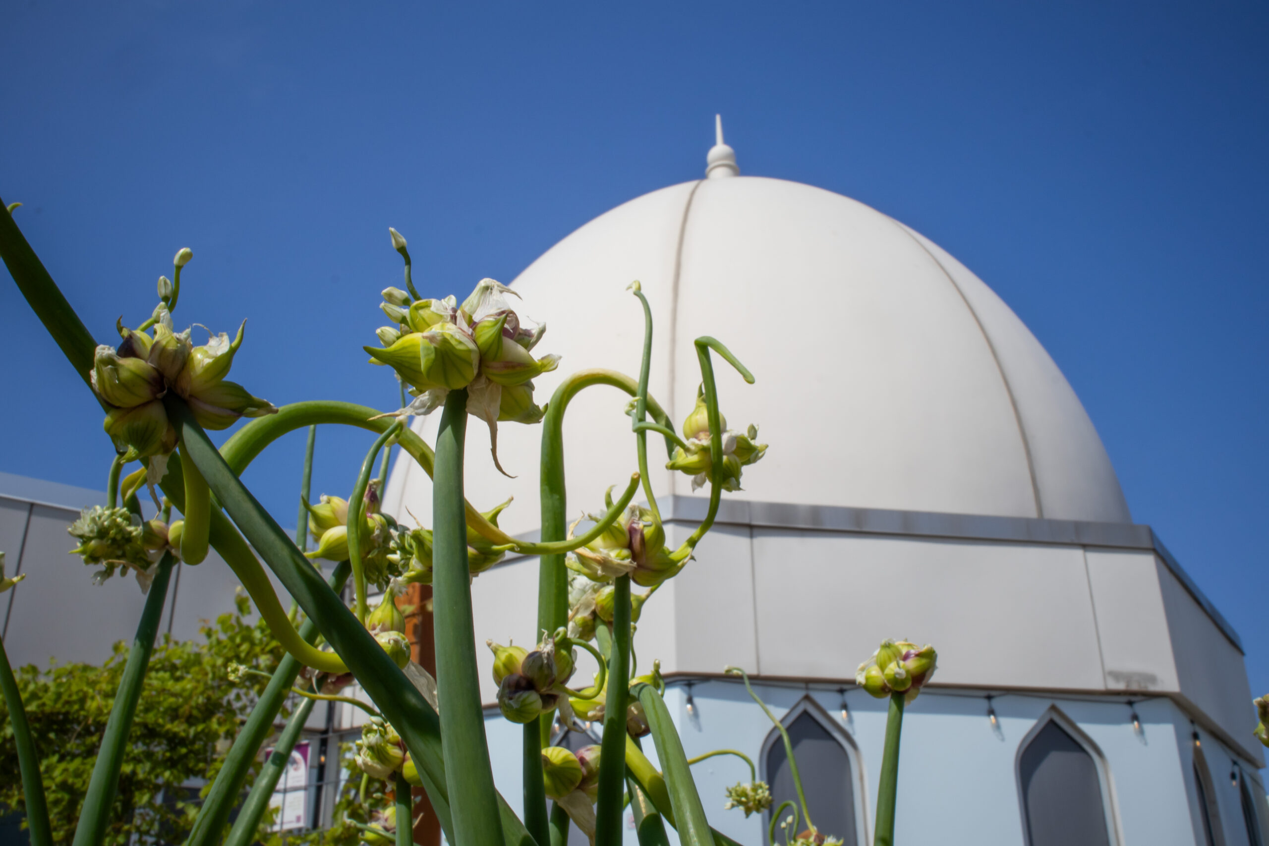 Shot of Al Hadiqa garden at AANM